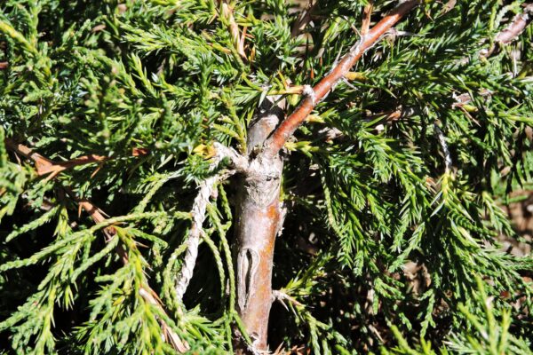 Juniperus × pfitzeriana ′Aurea Improved′ [sold as Gold Coast®] - Bark and Foliage