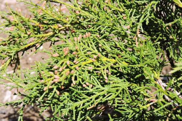 Juniperus × pfitzeriana ′Aurea Improved′ [sold as Gold Coast®] - Fruit