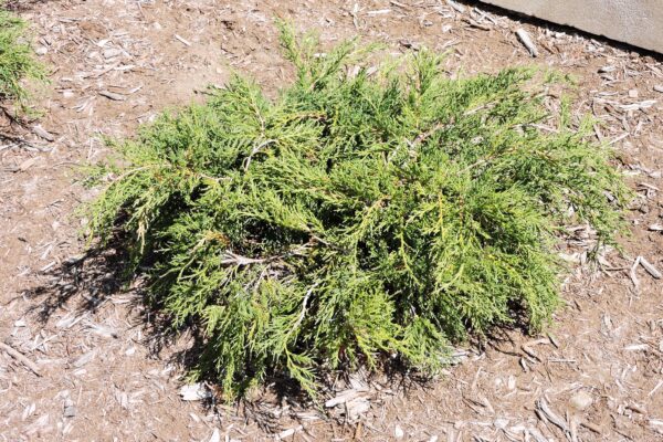 Juniperus × pfitzeriana ′Aurea Improved′ [sold as Gold Coast®] - Habit