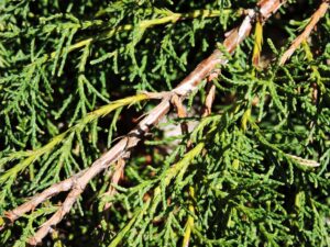 Juniperus × pfitzeriana ′Aurea Improved′ [sold as Gold Coast®] - Bark and Foliage