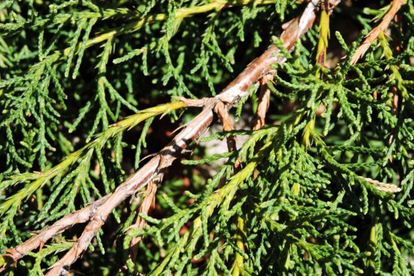 Juniperus × pfitzeriana ′Aurea Improved′ [sold as Gold Coast®] - Bark and Foliage