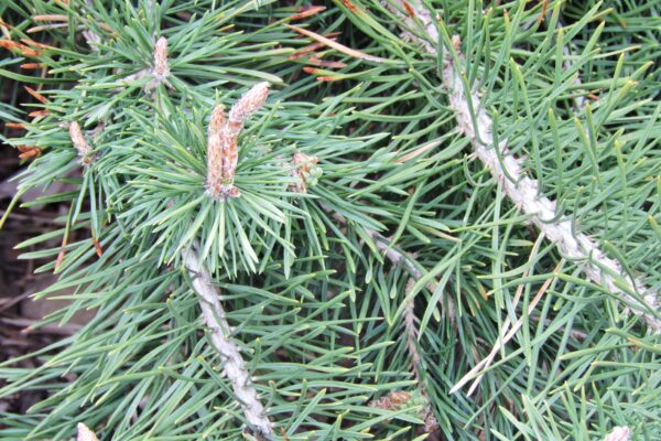 Pinus sylvestris ′Hillside Creeper′ - Foliage and Buds