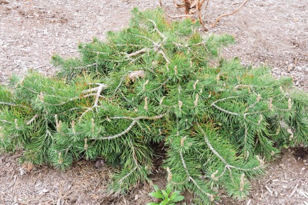 Pinus sylvestris ′Hillside Creeper′ - Habit