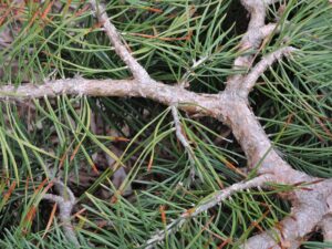 Pinus sylvestris ′Hillside Creeper′ - Bark