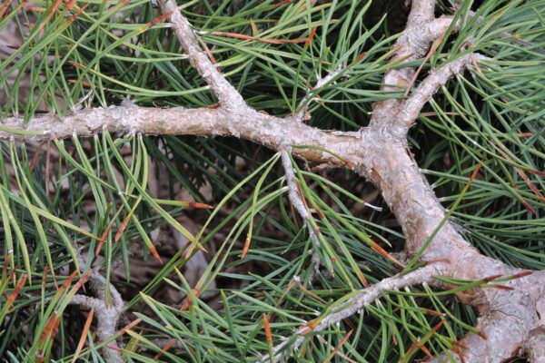 Pinus sylvestris ′Hillside Creeper′ - Bark
