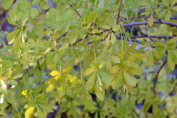 Eleutherococcus sieboldianus - Fall Foliage