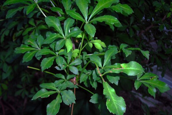 Eleutherococcus sieboldianus - Summer Foliage