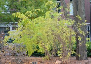 Eleutherococcus sieboldianus - Overall Shrubs in Fall