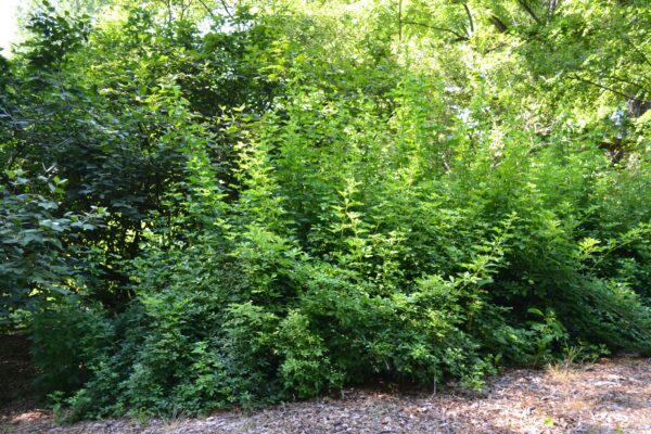 Eleutherococcus sieboldianus - Shrub Habit