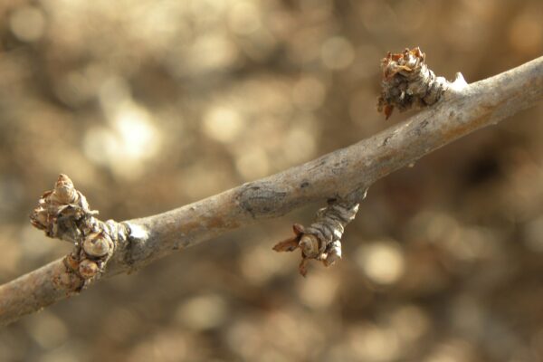 Eleutherococcus sieboldianus - Buds