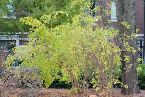 Eleutherococcus sieboldianus - Overall Shrubs in Fall