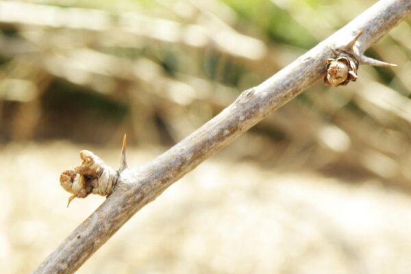 Eleutherococcus sieboldianus - Buds and Thorns