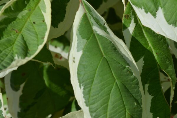 Cornus alba ′Bailhalo′ [sold as Ivory Halo™] - Leaf