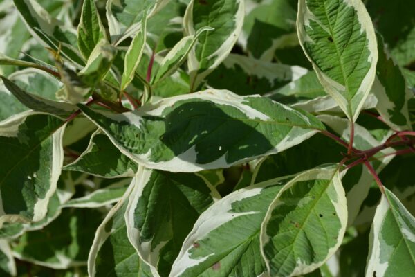 Cornus alba ′Bailhalo′ [sold as Ivory Halo™] - Foliage