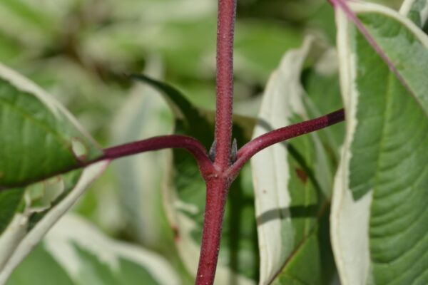 Cornus alba ′Bailhalo′ [sold as Ivory Halo™] - Stem