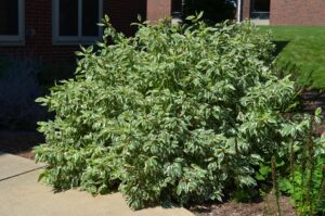 Cornus alba ′Bailhalo′ [sold as Ivory Halo™] - Summer Habit