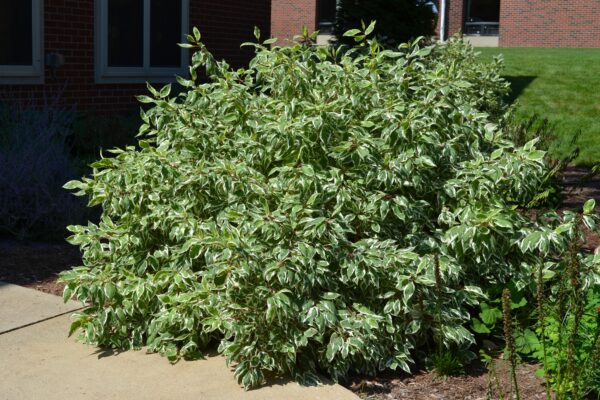 Cornus alba ′Bailhalo′ [sold as Ivory Halo™] - Summer Habit