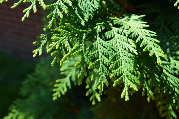 Thuja occidentalis ′Wintergreen′ - Foliage