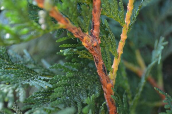 Thuja occidentalis ′Wintergreen′ - Young Stem