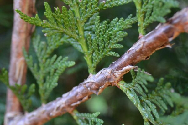 Thuja occidentalis ′Wintergreen′ - Mature Stem