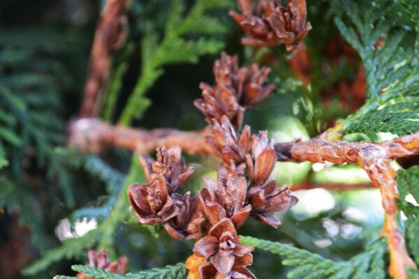 Thuja occidentalis ′Wintergreen′ - Fruit