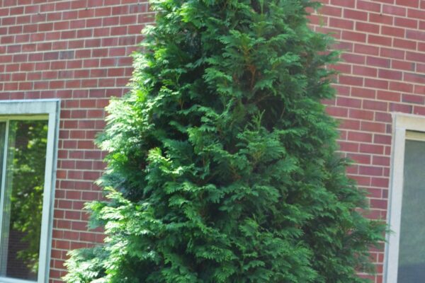 Thuja occidentalis ′Wintergreen′ - Summer Habit