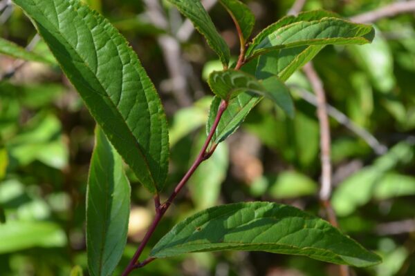 Prunus glandulosa ′Rosea Plena′ - Foliage