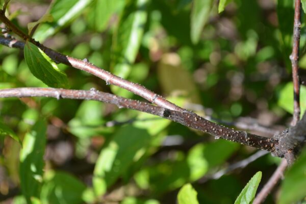 Prunus glandulosa ′Rosea Plena′ - Bark