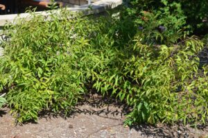 Prunus glandulosa ′Rosea Plena′ - Summer Habit
