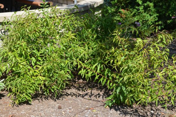 Prunus glandulosa ′Rosea Plena′ - Summer Habit