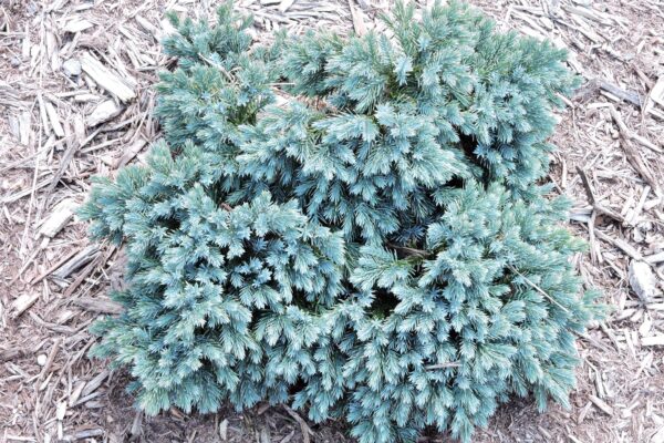 Juniperus squamata ′Blue Carpet′ - Habit