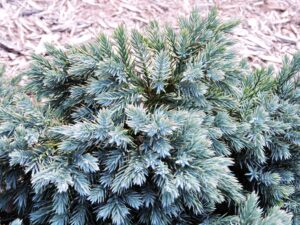 Juniperus squamata ′Blue Carpet′ - Foliage