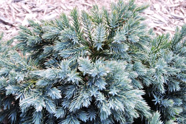 Juniperus squamata ′Blue Carpet′ - Foliage