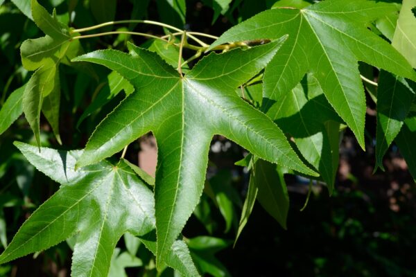 Liquidambar styraciflua (Shuttle Gum Group) - Leaf