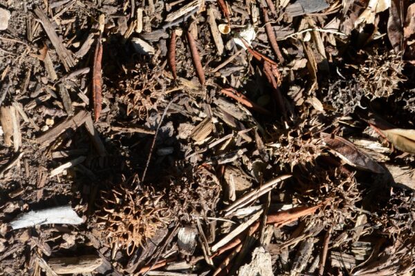 Liquidambar styraciflua (Shuttle Gum Group) - Seed Pods