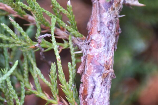 Juniperus × pfitzeriana ′Kallay’s Compacta′ - Bark