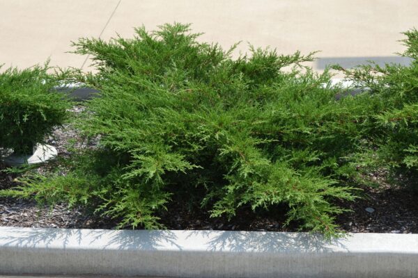 Juniperus × pfitzeriana ′Kallay’s Compacta′ - Summer Habit