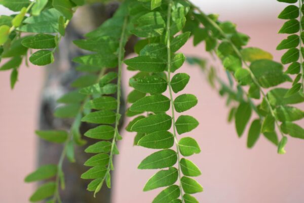 Gleditsia triacanthos f. inermis ′Impcole′ [sold as Imperial®] - Foliage