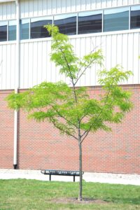 Gleditsia triacanthos f. inermis ′Impcole′ [sold as Imperial®] - Summer Habit