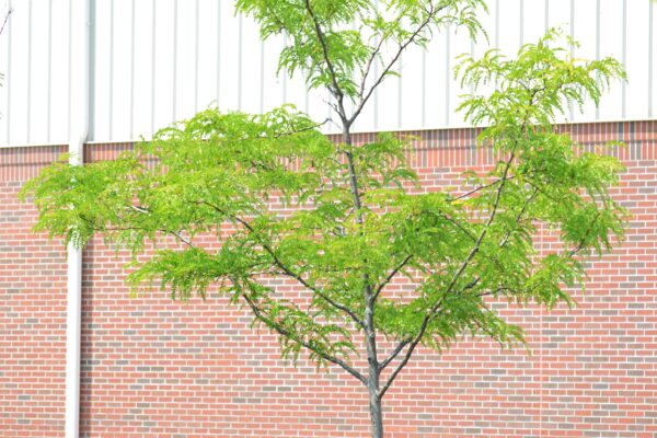 Gleditsia triacanthos f. inermis ′Impcole′ [sold as Imperial®] - Summer Habit