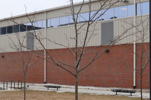 Gleditsia triacanthos f. inermis ′Impcole′ [sold as Imperial®] - Winter Habit