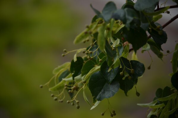 Tilia cordata ′Corzam′ [sold as Corinthian®] - Fruit