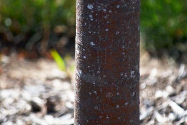 Tilia cordata ′Corzam′ [sold as Corinthian®] - Bark