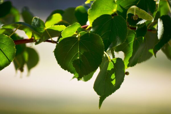 Tilia cordata ′Corzam′ [sold as Corinthian®] - Foliage