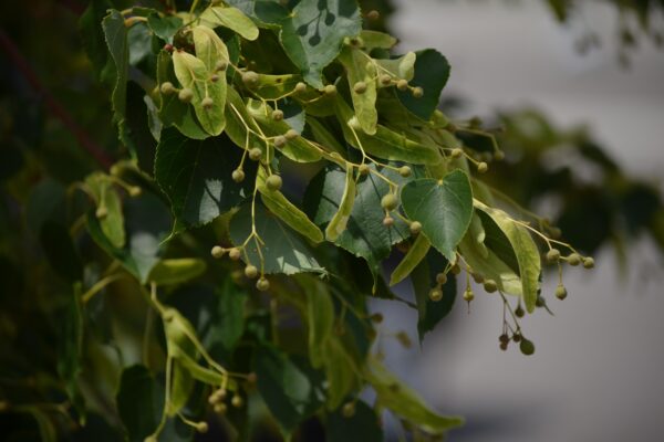 Tilia cordata ′Corzam′ [sold as Corinthian®] - Fruit