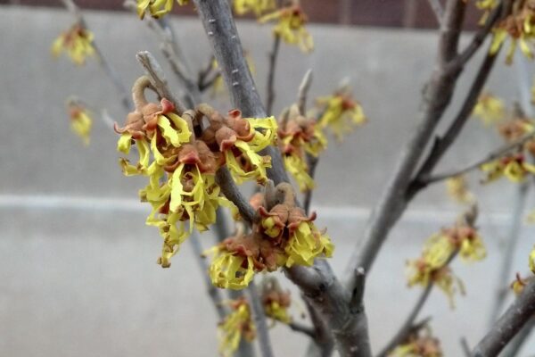 Hamamelis × intermedia ′Sunburst′ - Flowers