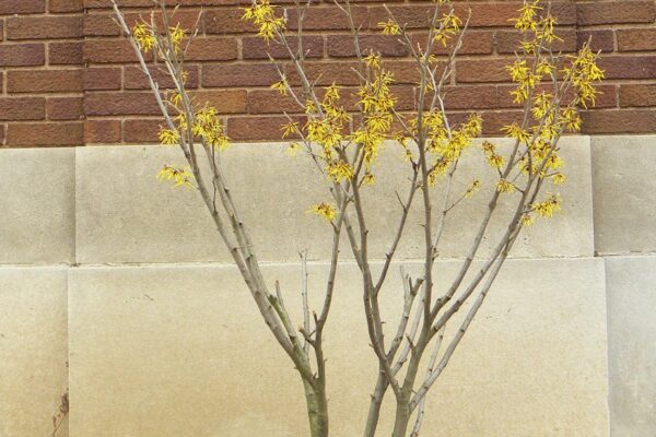 Hamamelis × intermedia ′Sunburst′ - Flowering Winter Habit