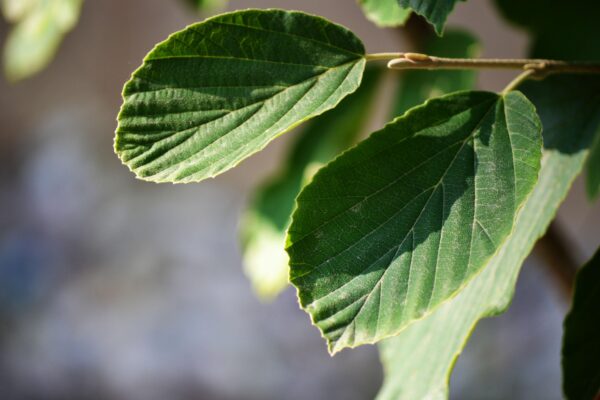 Hamamelis × intermedia ′Sunburst′ - Leaves