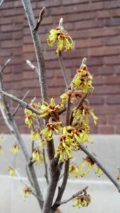 Hamamelis × intermedia ′Sunburst′ - Flowers