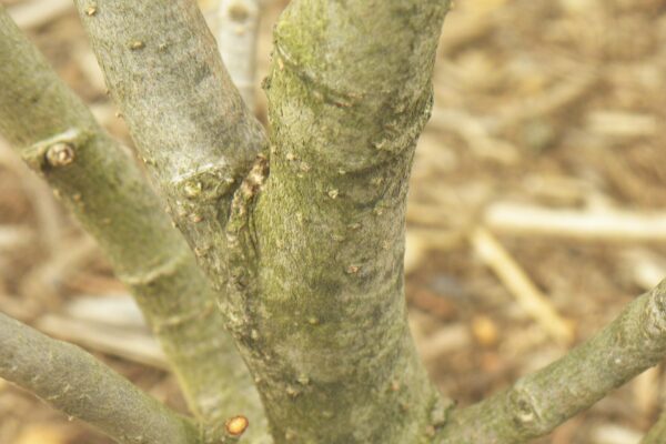 Hamamelis × intermedia ′Sunburst′ - Bark